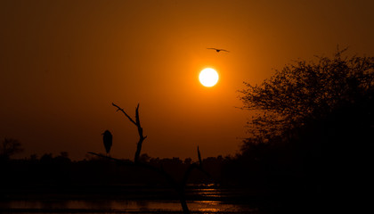 Obraz premium Sunset and and the Silhoutte of Birds at Keoladeo Bird Sanctuary, Bharatpur