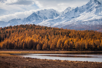 Golden Autumn. Orange larch on the background of snowy peaks.Russia. Altai Republic.