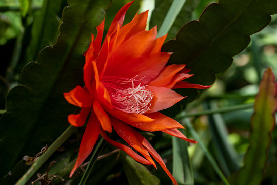 View of red flowering epiphyllum hybrids wendi (orchid cacti) plant