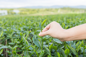 Picking tea leaves by hand in organic green tea farm in the morn.