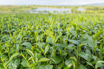 Green tea leaves in a tea plantation.