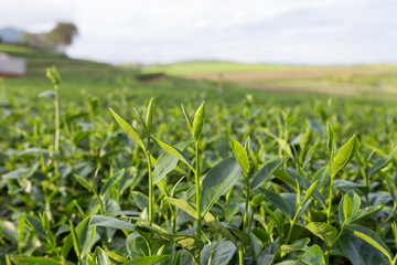 Fototapeta premium Green tea leaves in a tea plantation.