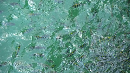 Fish in ocean. Snapper fish school. Shoal of fish in sea 