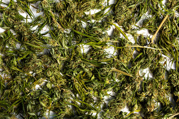 Marijuana cannabis hemp in blossom on a pile
