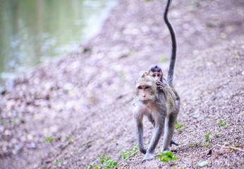 Wild animals or monkeys that are in tourist attractions in the middle of a forest, one of the tourist attractions are enjoying walking.