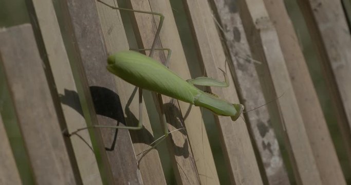 (Mantis religiosa) Une mante religieuse de couleur verte &agrave; l'aff&ucirc;t 