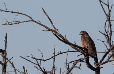 Indian Birds in their natural habitat