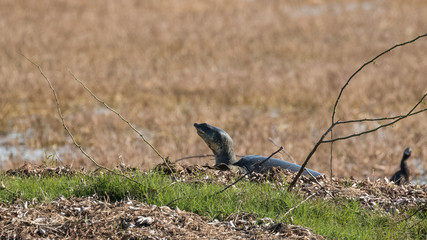 Indian Turtle at Keoladeo Bird Sanctuary