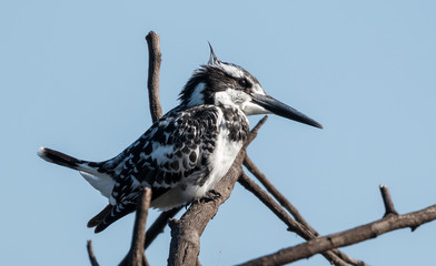 Pied Kingfisher at Keoladeo Bird Sanctuary