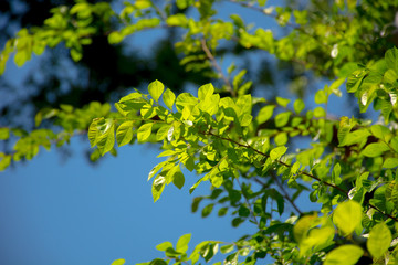 Leaves In Spring