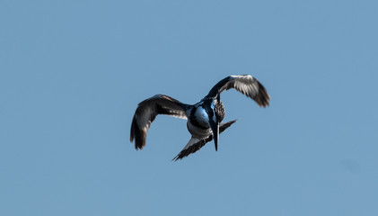 Pied Kingfisher at Keoladeo Bird Sanctuary