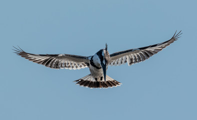 Pied Kingfisher at Keoladeo Bird Sanctuary