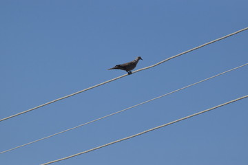 Birds in the electric cabel