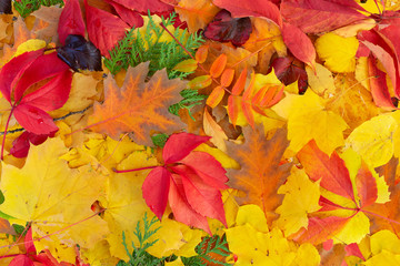 Naklejka na ściany i meble Natural fall leaves background