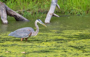 Obraz premium Great blue heron looking for fish in algae-covered water