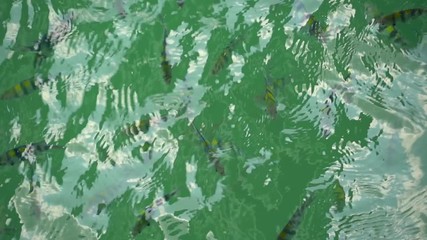 Fish in ocean. Snapper fish school. Shoal of fish in sea 