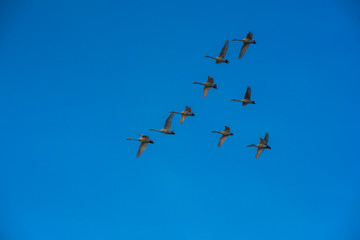 Flying whooper swans on blue sky background, Altai, Russia