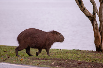 capivara