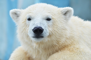 Obraz na płótnie Canvas polar bear on white background