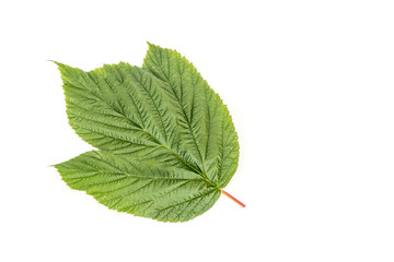 Obraz premium close up of single green leaf isolated on white background.