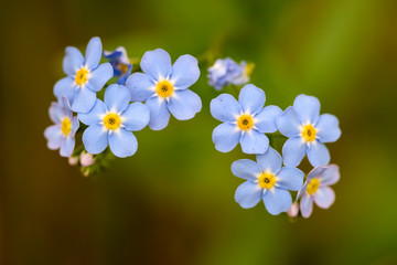 Beautiful and delicate small blue Myosotis flowers close up on green grass background.