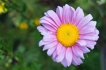 Obraz premium A pink alpine aster flower