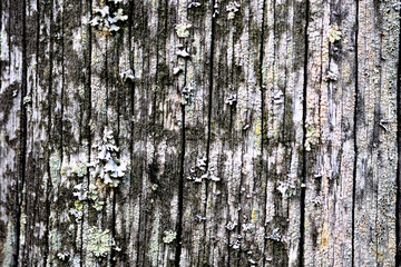 Obraz premium moss on an old peeling wooden surface