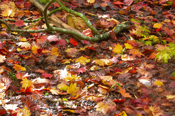 Fallen Autumn leaves on the floor