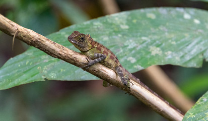 Rainforest lizard
