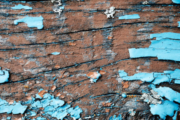 moss on an old peeling wooden surface