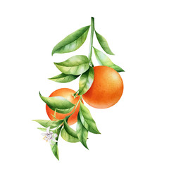 Oranges on a branch. Isolated watercolor illustrartion of citrus tree with leaves and blossoms.