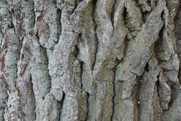 The texture of the bark of an old oak.