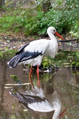 European white stork wading through flooding looking for food