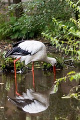 European white stork wading through flooding looking for food