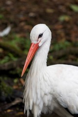 Portrait of european white stork