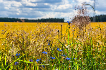 Natürliche Feldbegrenzung © Bernd