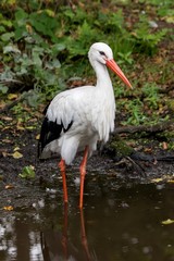 European white stork wading through flooding looking for food