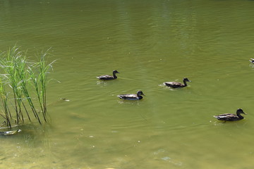ducks