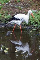 European white stork wading through flooding looking for food