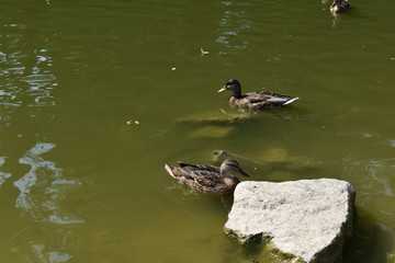 ducks