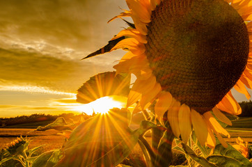 Sonnenblumen auf Sonnenblumenfeld im Sonnenuntergang