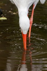 European white stork wading through flooding looking for food