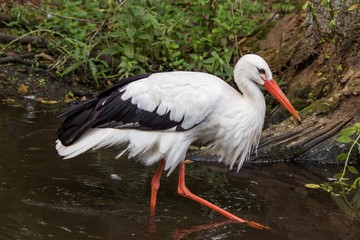 European white stork wading through flooding looking for food