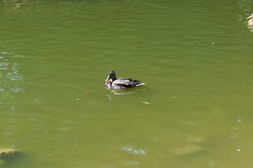 duck