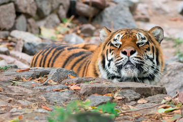 Siberian tiger in Kiev Zoo, Ukraine