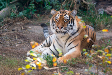 Siberian tiger