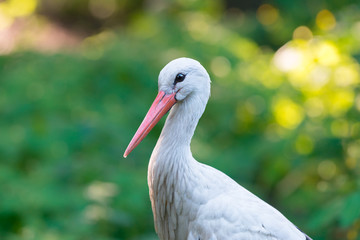 White stork portrait (Ciconia ciconia)