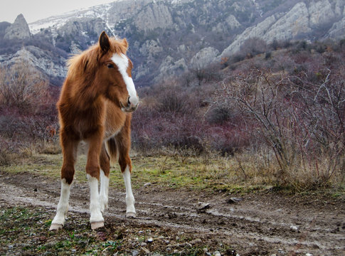 Young horse on a background of mountains