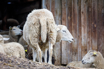 Sheeps on hay in front of a barn