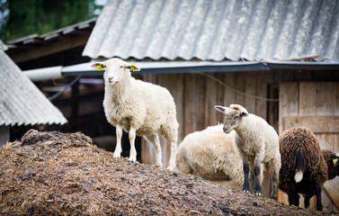 Sheeps on hay in front of a barn